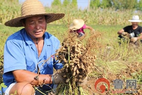 花生皮果最新价格,花生皮果最新价格及其市场趋势分析