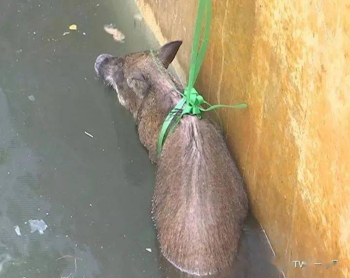 野猪视频最新视频地址,野猪视频最新视频地址，森林中的温情日常